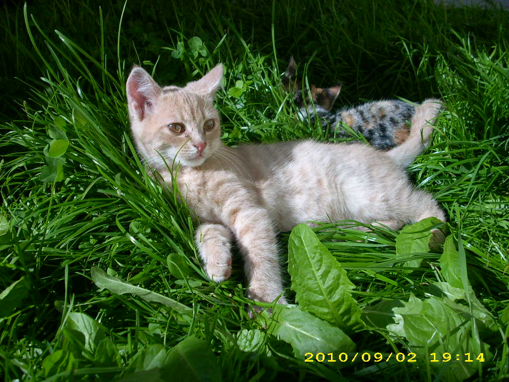 unser-kater.jpg