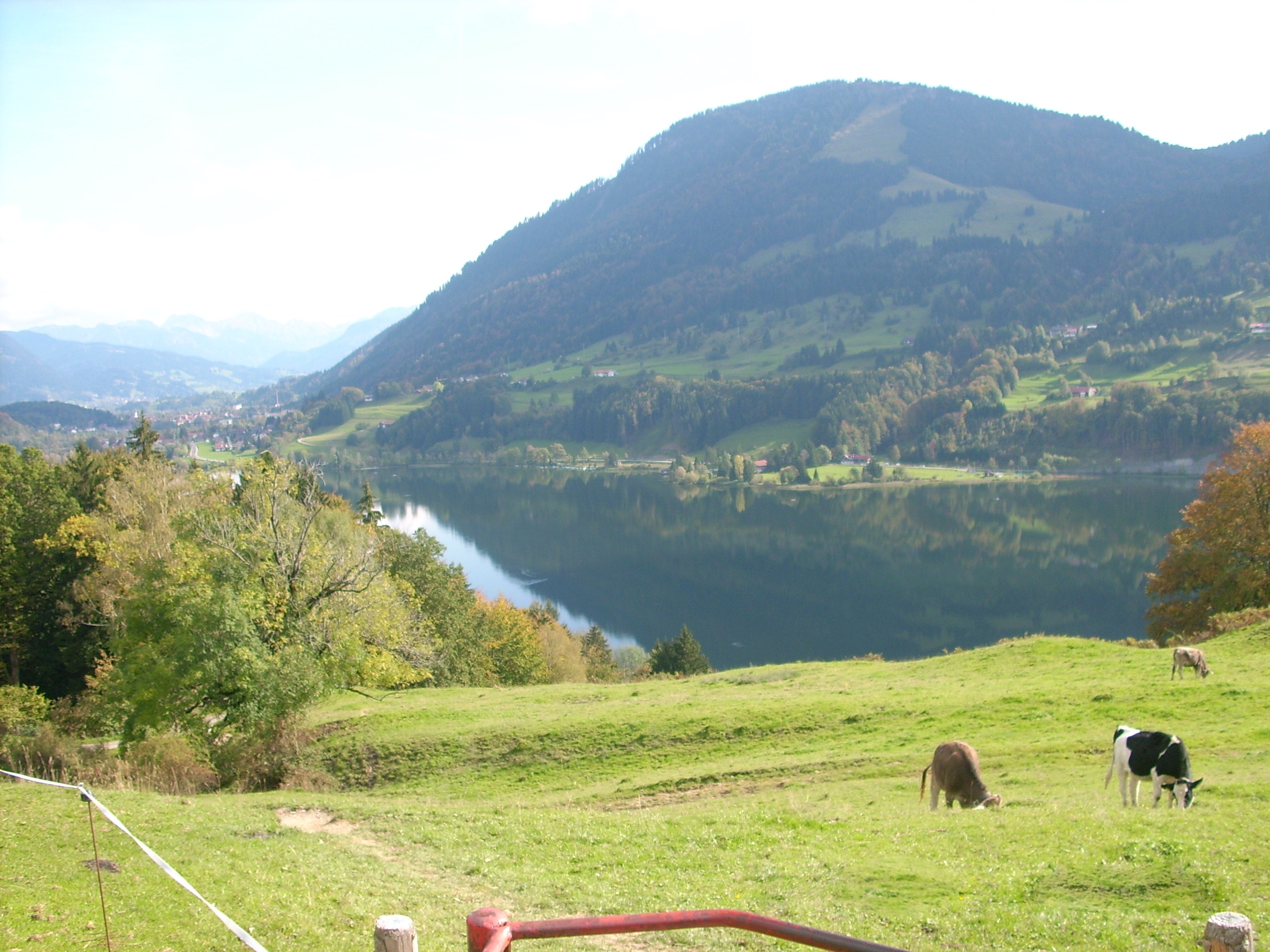 der-alpsee.jpg