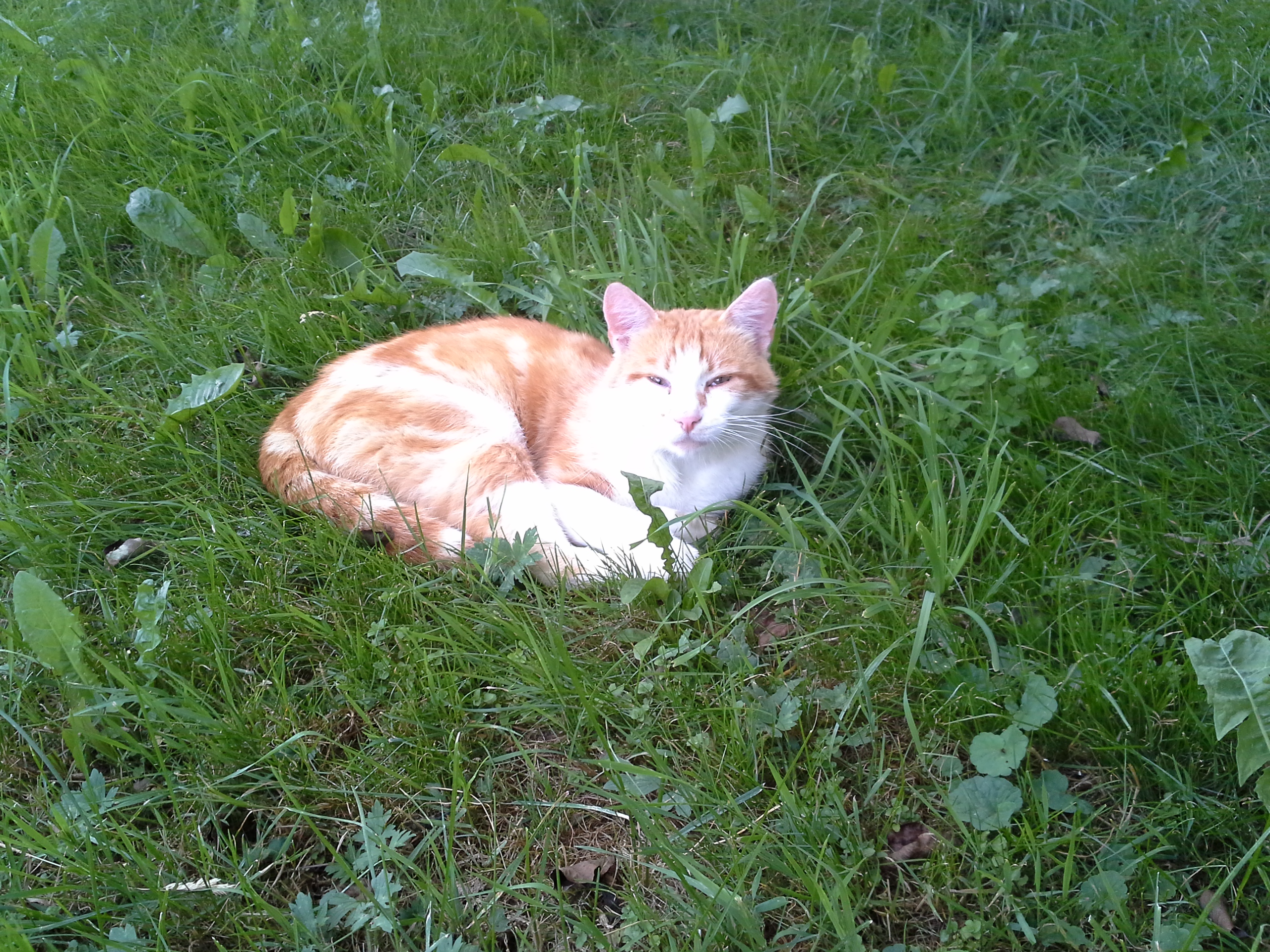 kater-gusty.jpg