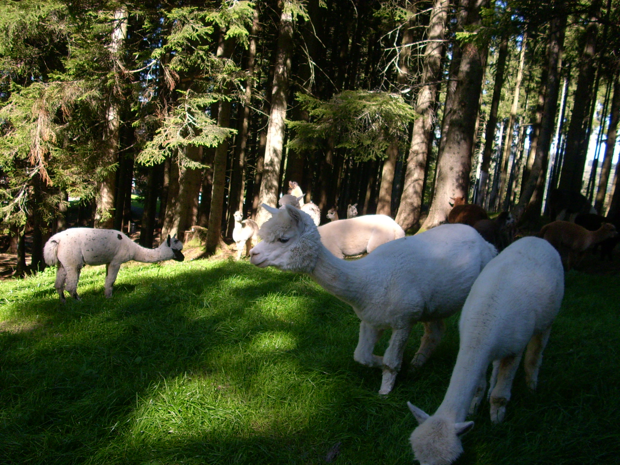 alpsee-tour.jpg
